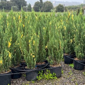 Можжевельник китайский Вариегата