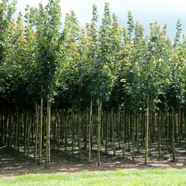 Клен Остролистный Эмеральд Куин (Emerald Queen)