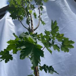 Клен Остролистный Эмеральд Куин (Emerald Queen)