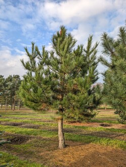 Сосна черная Солитер