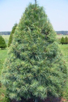 Сосна веймутова (Pinus strobus) (стриженая)