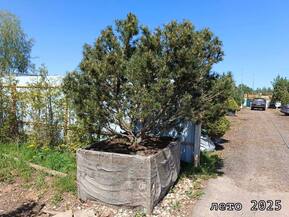 Сосна горная Солитер Стрижка