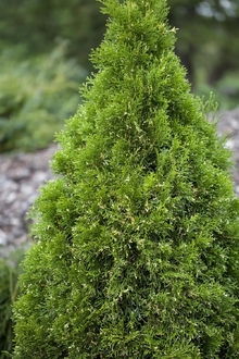 Туя западная Хурикейн