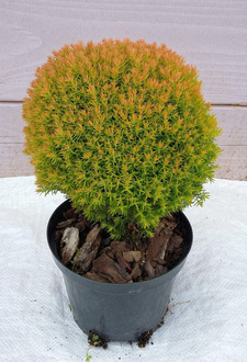 Туя западная Аниек