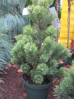 Сосна горная Пол Малтер