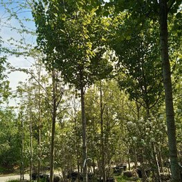 Клен Красный Рубра (Rubra)