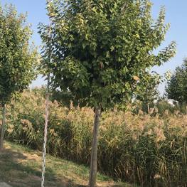 Клен Красный Рубра (Rubra)