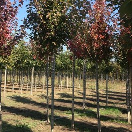 Клен Красный Рубра (Rubra)