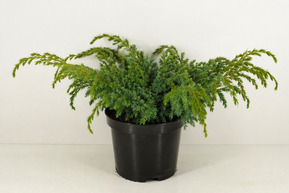 Можжевельник чешуйчатый Блю Свид