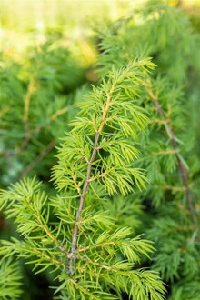 Можжевельник обыкновенный Валис