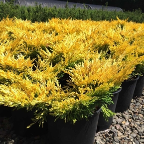 Можжевельник горизонтальный Лаймглоу