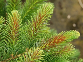 Ель сербская Ротер Аустреб