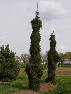 Ель сербская Элеганс