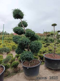 Можжевельник китайский Блю Алпс Бонсай