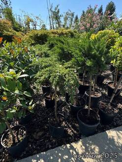 Можжевельник чешуйчатый Холгер (Бонсай)