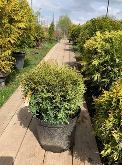 Туя западная Тини Тим (Tiny Tim)