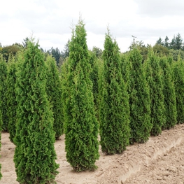 Туя западная Дегрут Спайер (Degroot's Spire)