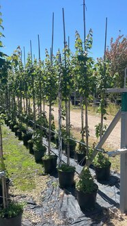 Клен Красный Ред Сансет (Red Sunset)