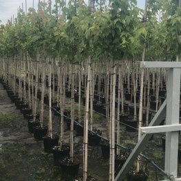 Клен Красный Ред Сансет (Red Sunset)