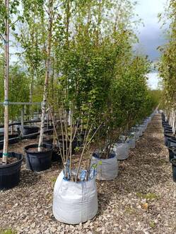 Сирень Венгерская (Syringa josikaea) Зонт