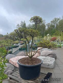 Боярышник полумягкий форма Ниваки