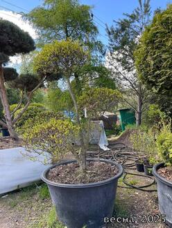 Боярышник сливолистный форма ниваки