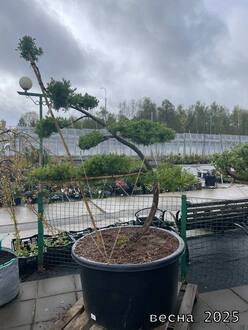 Лиственница Маргилинда (Larix marschlinsii) форма Ниваки