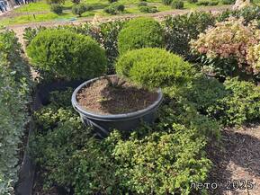 Ниваки из можжевельника среднего Минт Джулеп (Mint Julep)