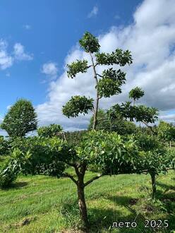 Ниваки из Яблони Сибирской