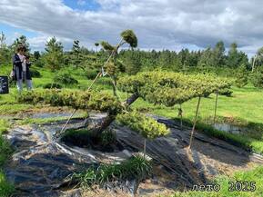 Ниваки из лиственницы европейской Ларикс (Larix)