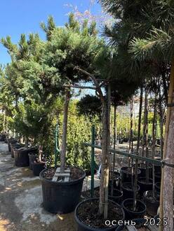 Ниваки из можжевельника Пфитцера Глаука (Pfitzeriana Glauca)