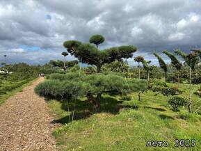 Ниваки из обыкновенной сосны