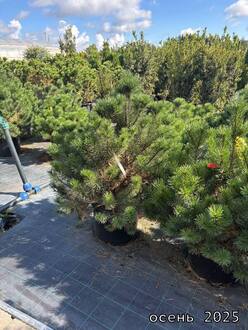 Ниваки из сосны Унцината (Uncinate Pinus)