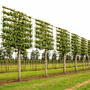 Рябина обыкновенная "Рубиновая" шпалера