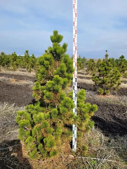 Сосна Гельдрейха (Боснийская)