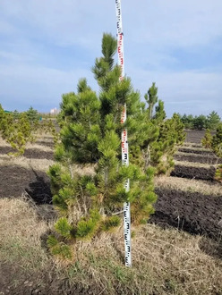 Сосна Гельдрейха (Боснийская)