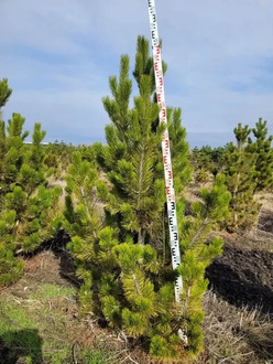 Сосна Гельдрейха (Боснийская)