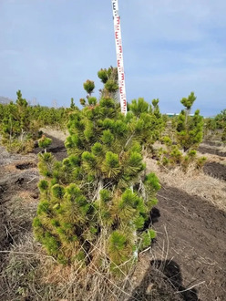 Сосна Гельдрейха (Боснийская)