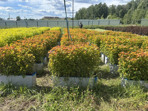 Блок живой изгороди пузыреплодник калинолистный Амбер Джубили (Amber Jubilee)
