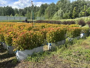 Блок живой изгороди пузыреплодник калинолистный Амбер Джубили (Amber Jubilee)