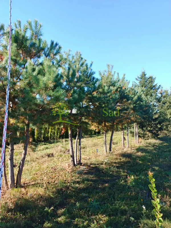 Сосна пиния