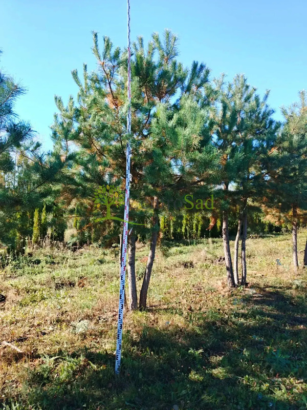 Сосна пиния
