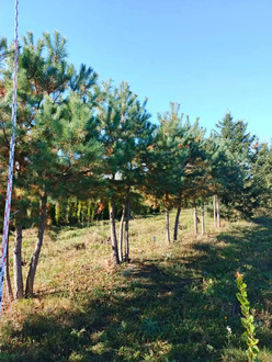 Сосна пиния