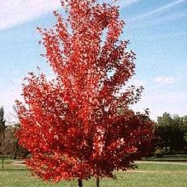 Клен Фримана Армстронг (Armstrong)