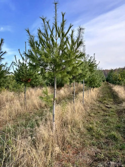 Сосна веймутова на штамбе (Pinus strobus)