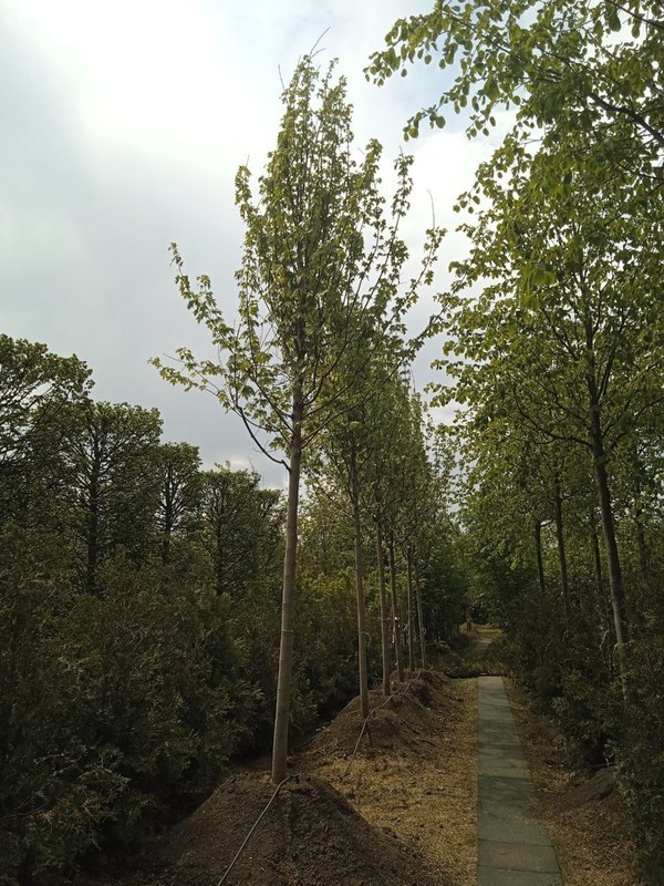 Клен Фримана Отемн Блейз (Autumn Blaze)