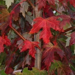 Клен Фримана Отемн Блейз (Autumn Blaze)