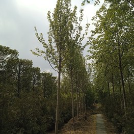 Клен Фримана Отемн Блейз (Autumn Blaze)