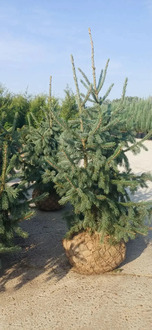 Ель Энгельмана Глаука (Engelmannii Glauca)