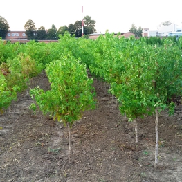 Клён полевой Ацер кампестре (Acer campestre)